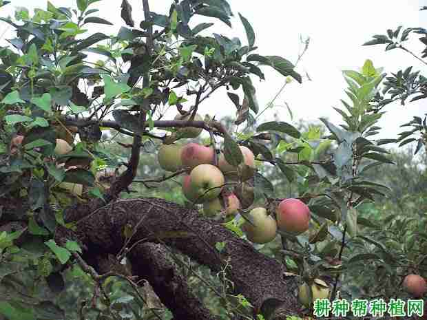 苹果树每年施多少氮肥？